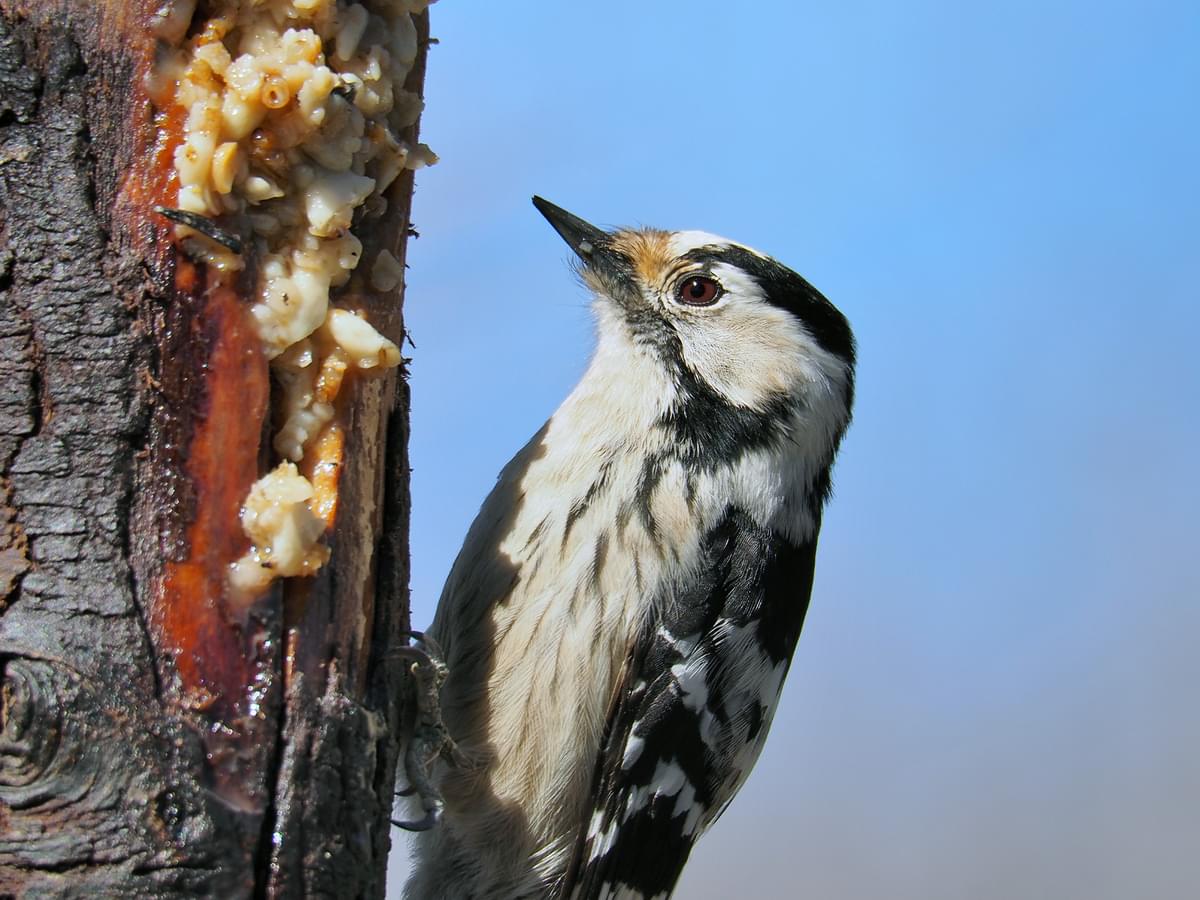 Female Lesser Spotted Woodpecker feeding during the winter