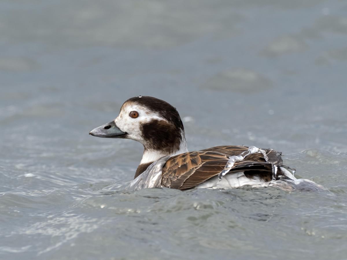 Female Long-tailed Duck