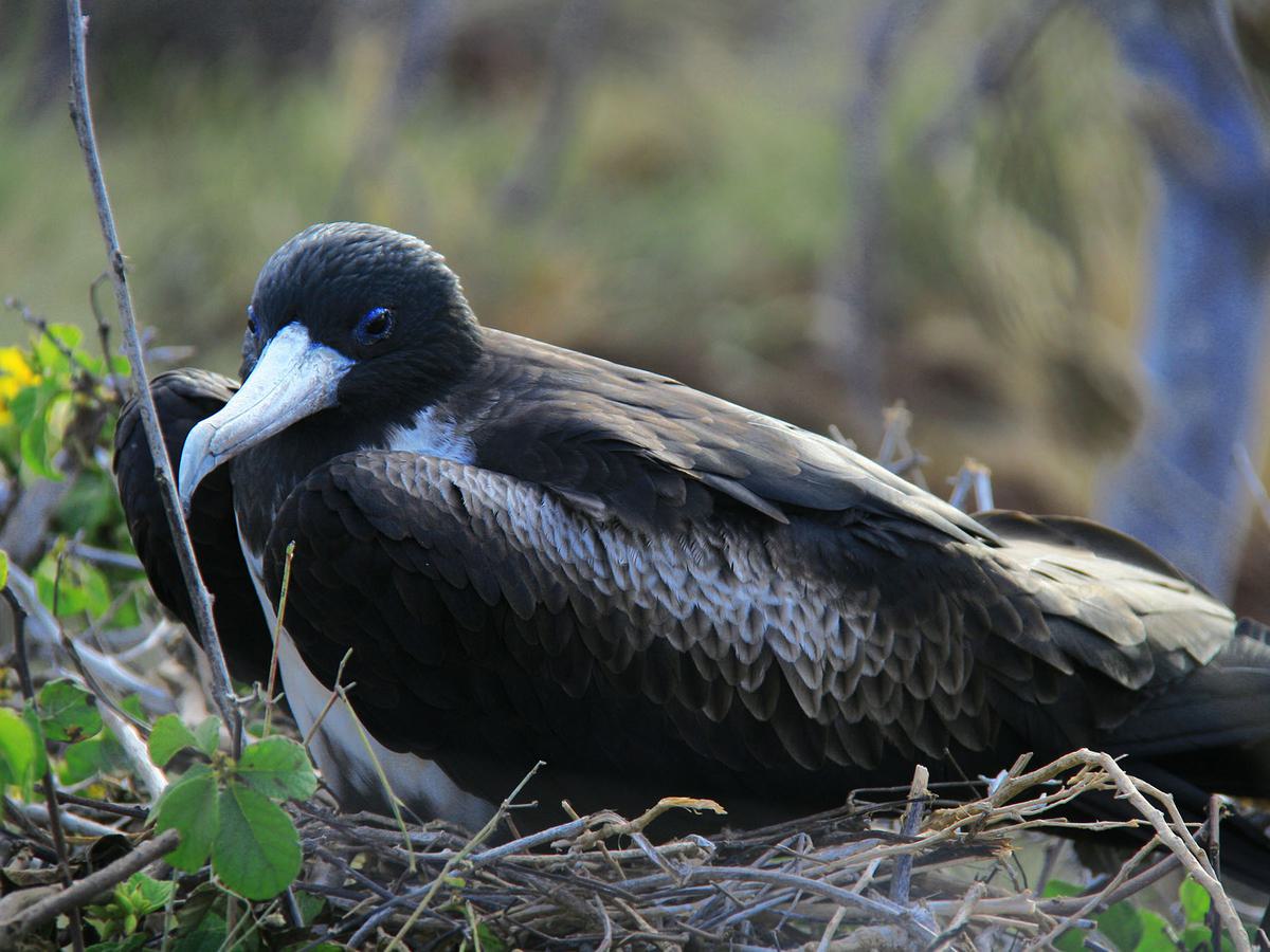 Close up of a female Magnificent Frigatebird sat on the nest