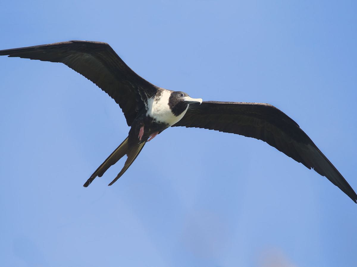 Close up of a female Magnificent Frigatebird in flight