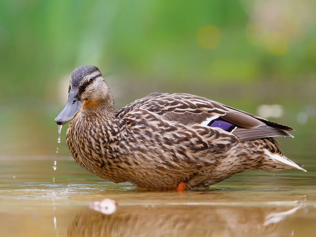 What Do Mallards Eat? (Diet, Behavior + FAQs) | Birdfact