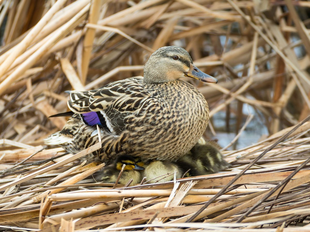 Female Mallard keeping her ducklings safe