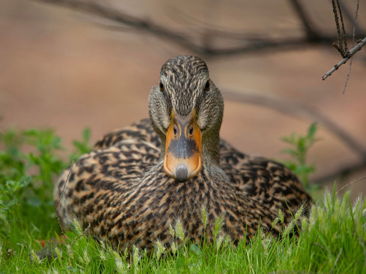 Female Mallards (Identification Guide: Male vs Female) | Birdfact