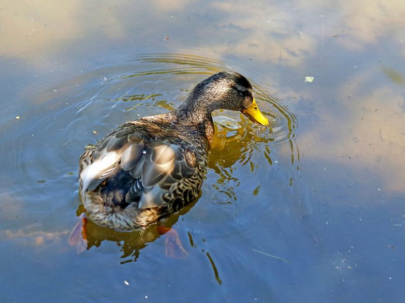 What Do Mallards Eat? (Diet, Behavior + FAQs) | Birdfact