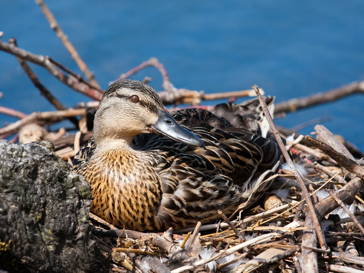 How Long Do Ducks Live? An In-depth Guide of Duck Lifespan | Birdfact