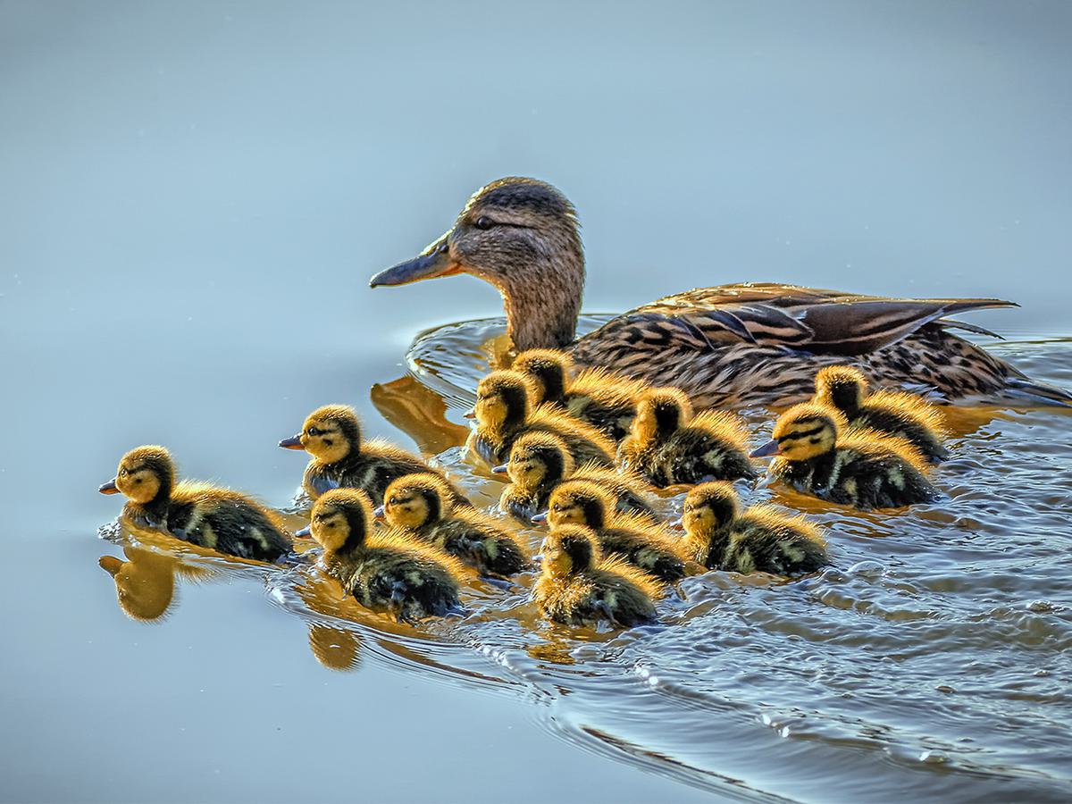 How Long Do Ducks Live? An In-depth Guide of Duck Lifespan | Birdfact
