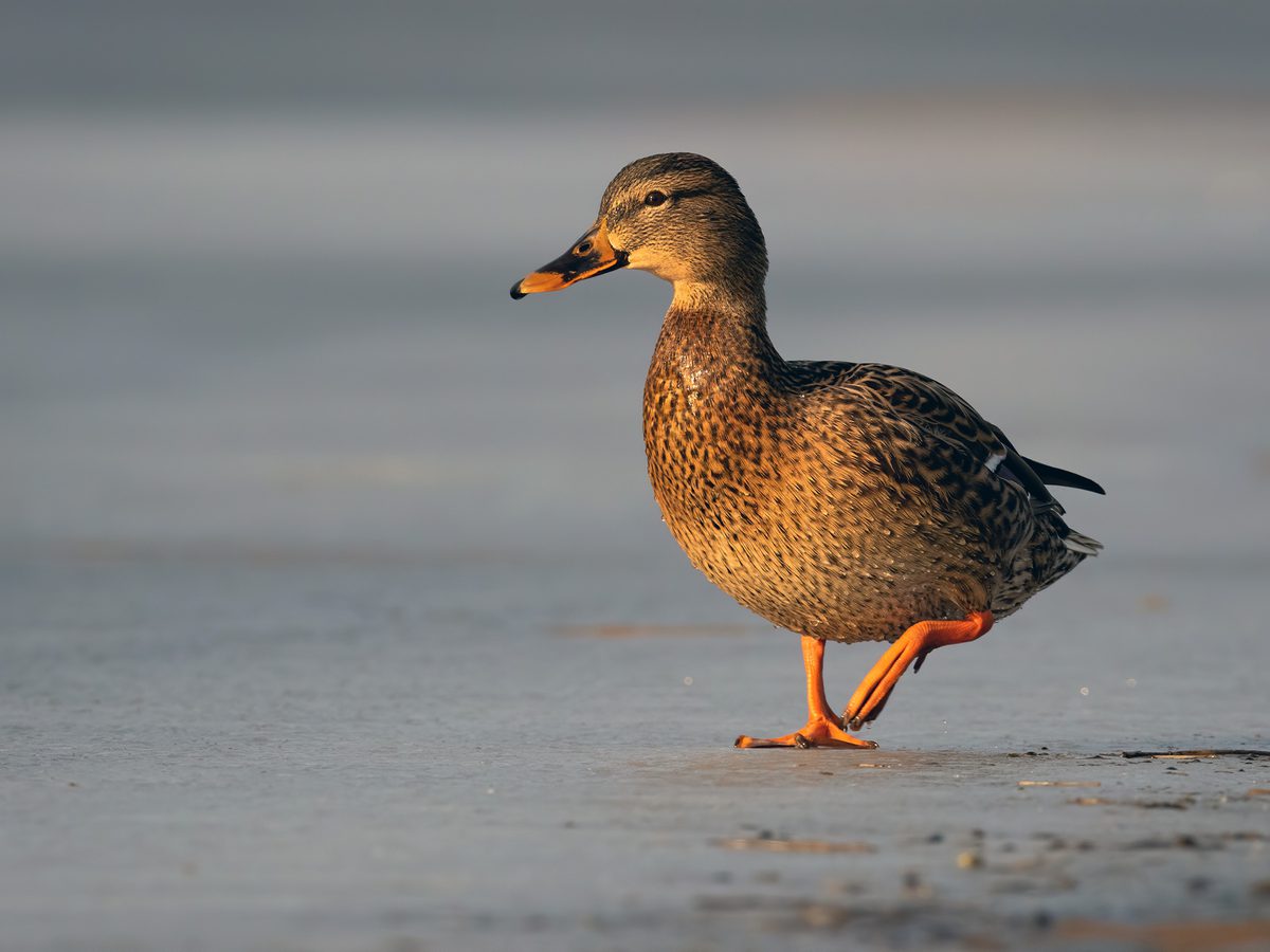 How Long Do Ducks Live? An In-depth Guide of Duck Lifespan | Birdfact