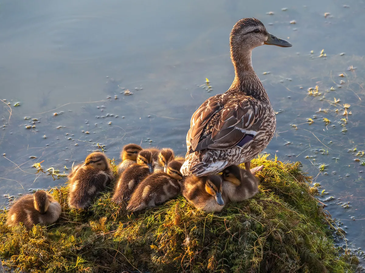 Mallard Nesting (Behavior, Eggs + Location) | Birdfact