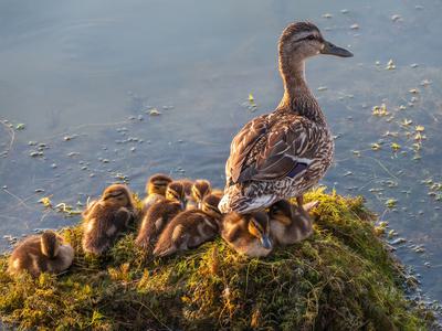 Mallard Nesting (Behavior, Eggs + Location) | Birdfact