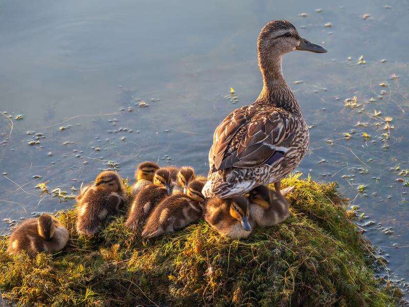 Mallard Nesting (Behavior, Eggs + Location) | Birdfact
