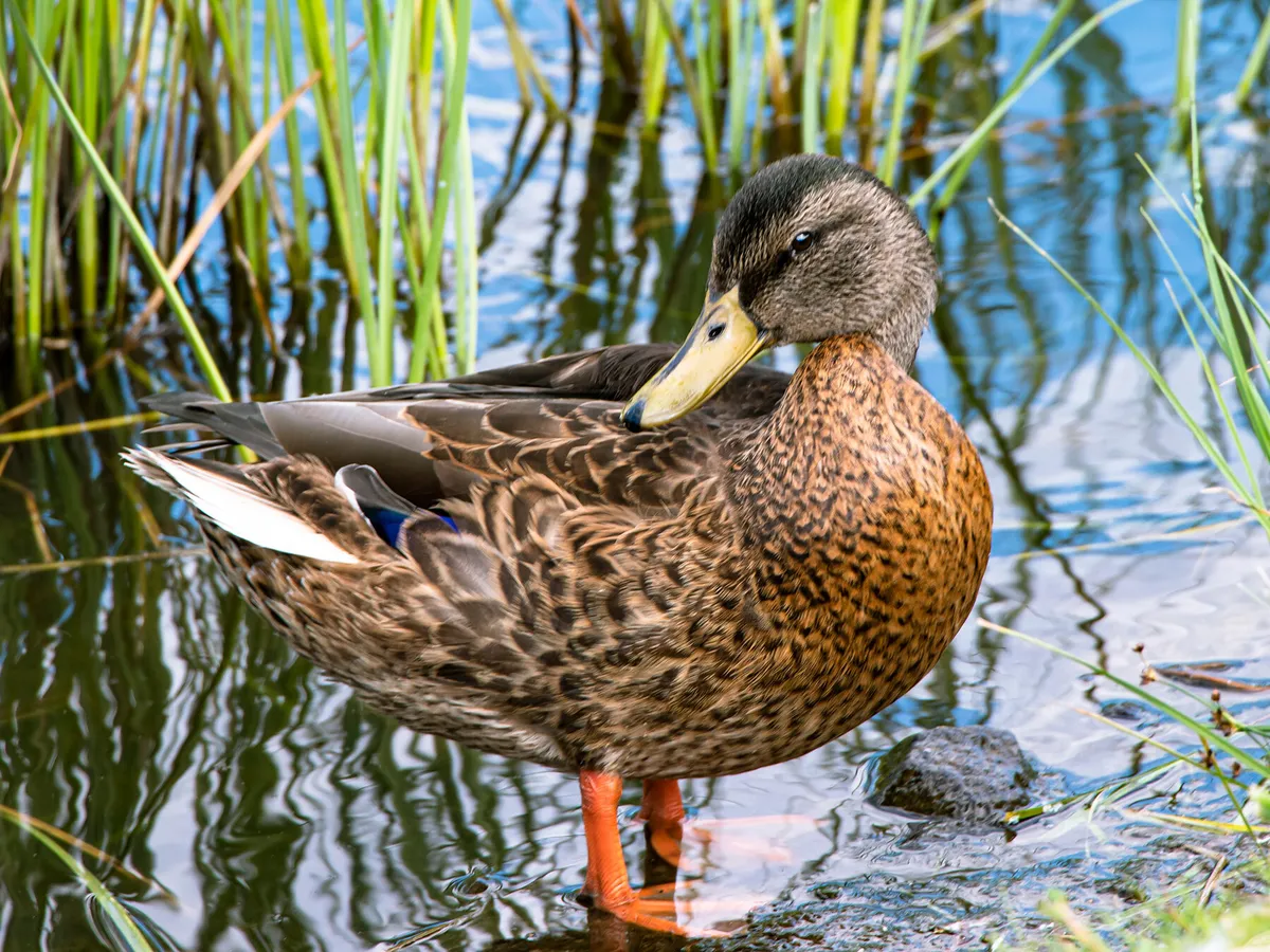 Female Mallards (Identification Guide: Male vs Female) | Birdfact