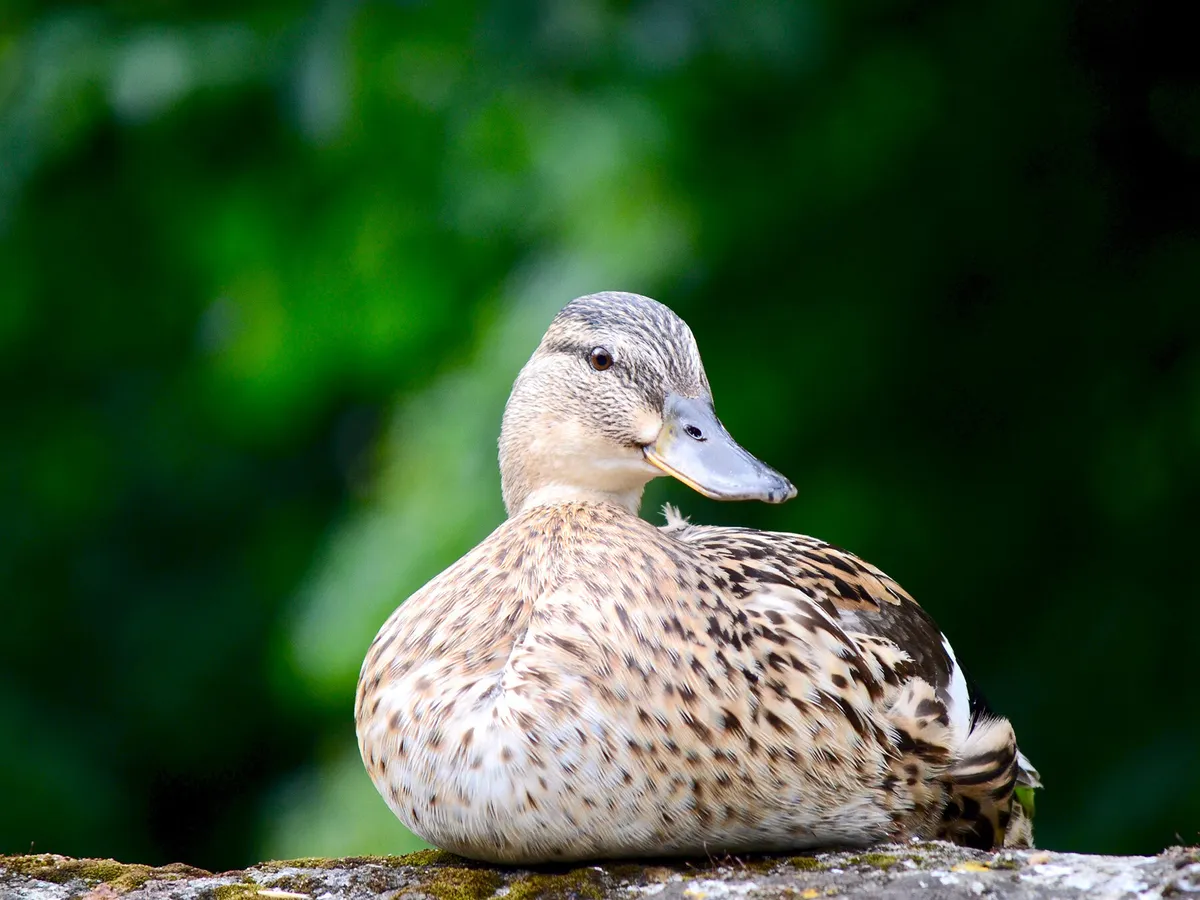 Female Mallards (Identification Guide: Male vs Female) | Birdfact
