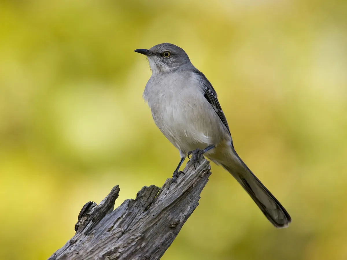 Female Mockingbirds (Male vs Female Identification Guide)