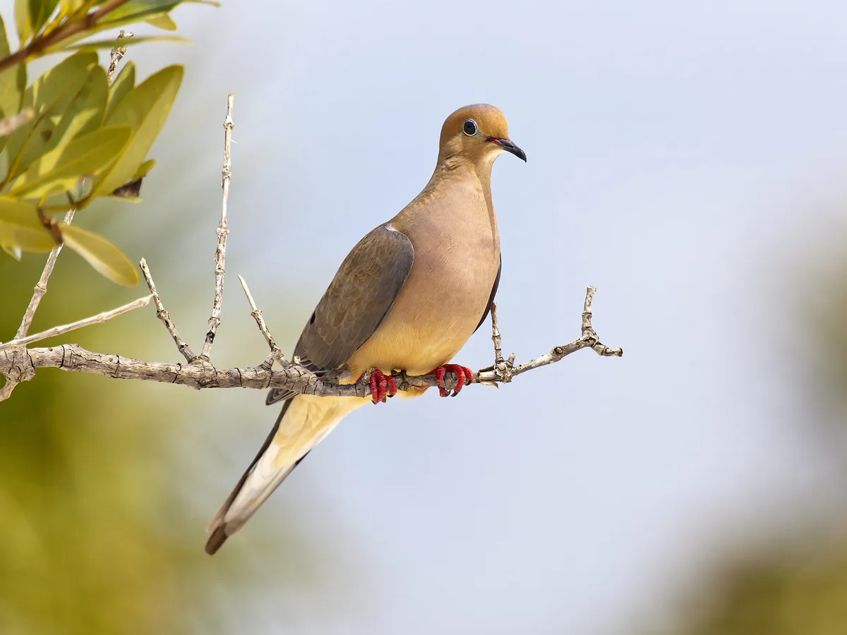 Female Mourning Doves (All You Need To Know) | Birdfact