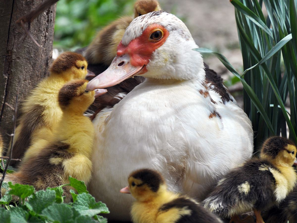 Muscovy Ducks successfully hatch between three and four clutches each year