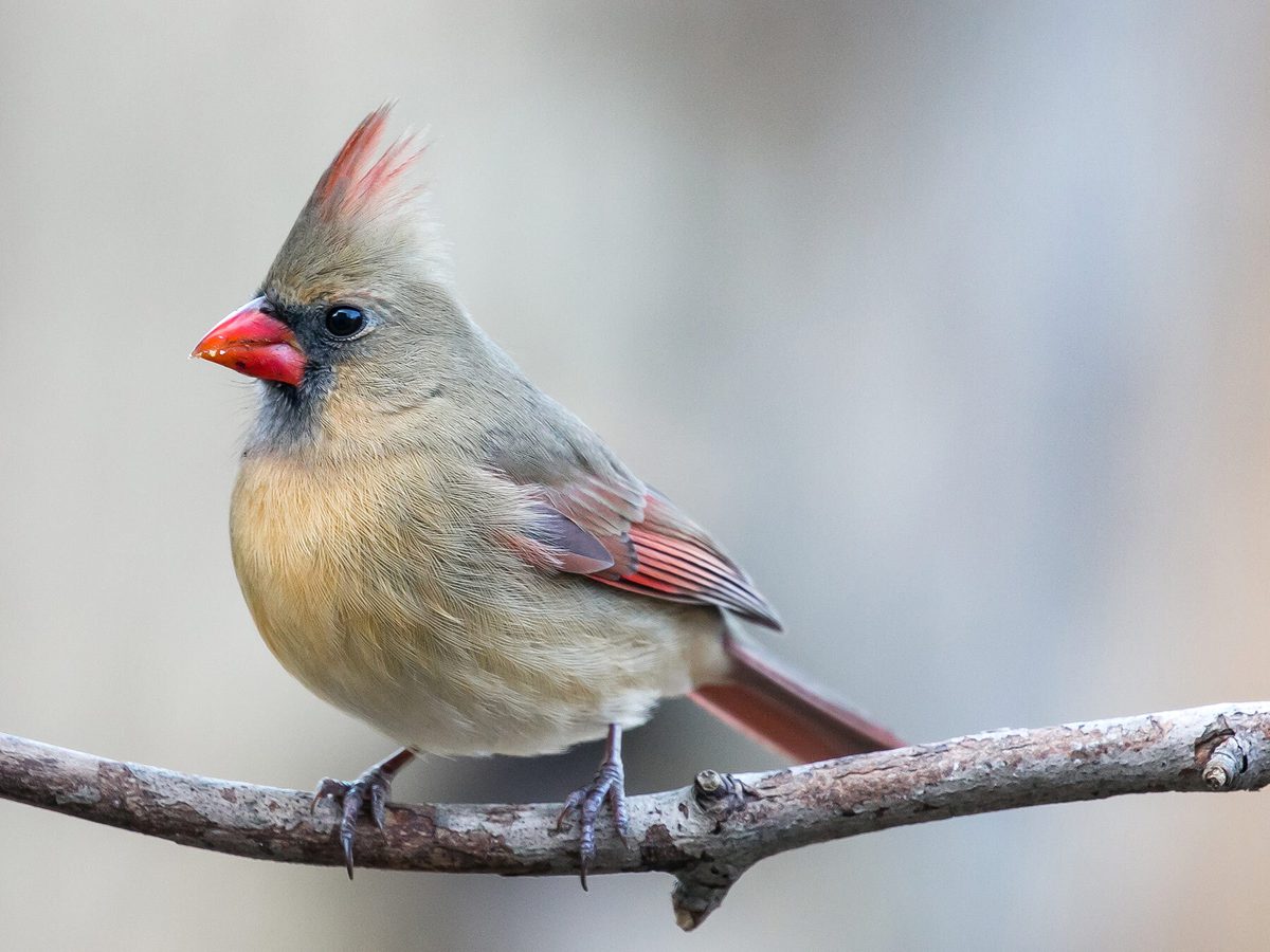 Female Cardinals