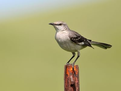 Female Mockingbirds (Male vs Female Identification Guide) | Birdfact