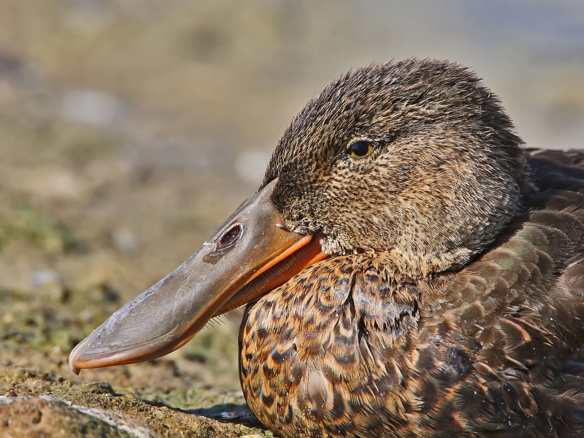 Diversity in Bird Beak Shapes: How Structure Defines… | Birdfact
