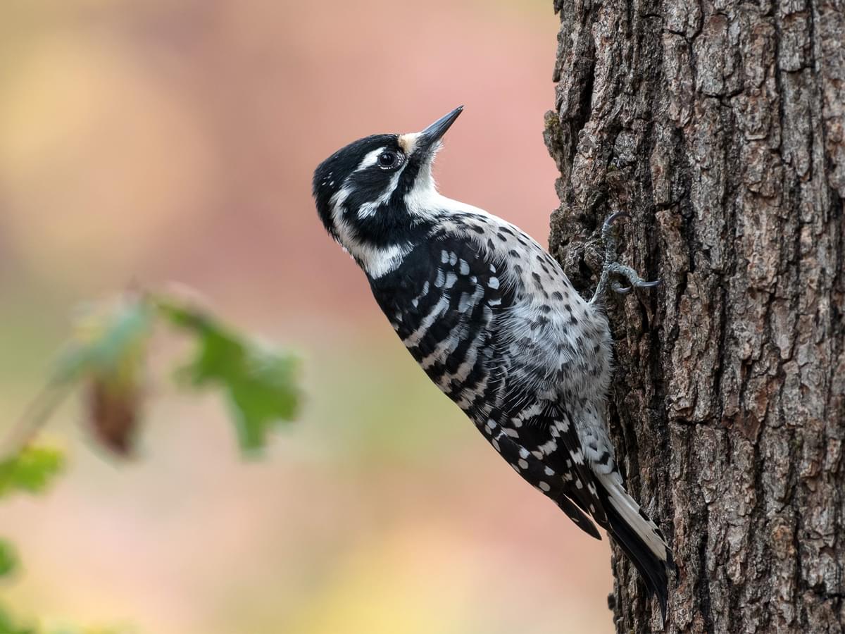 Nuttall's Woodpecker Female
