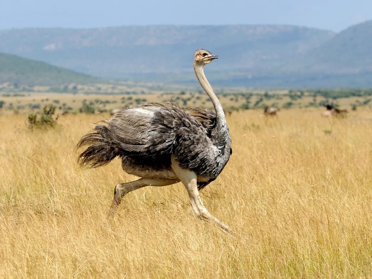 Female Ostriches (Male vs Female Identification) | Birdfact