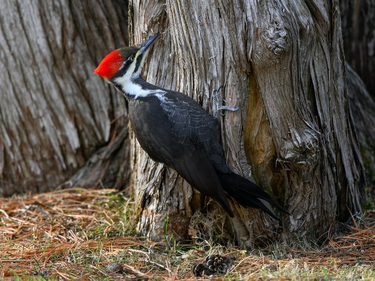 Female Pileated Woodpecker at the base of a tree trunk foraging