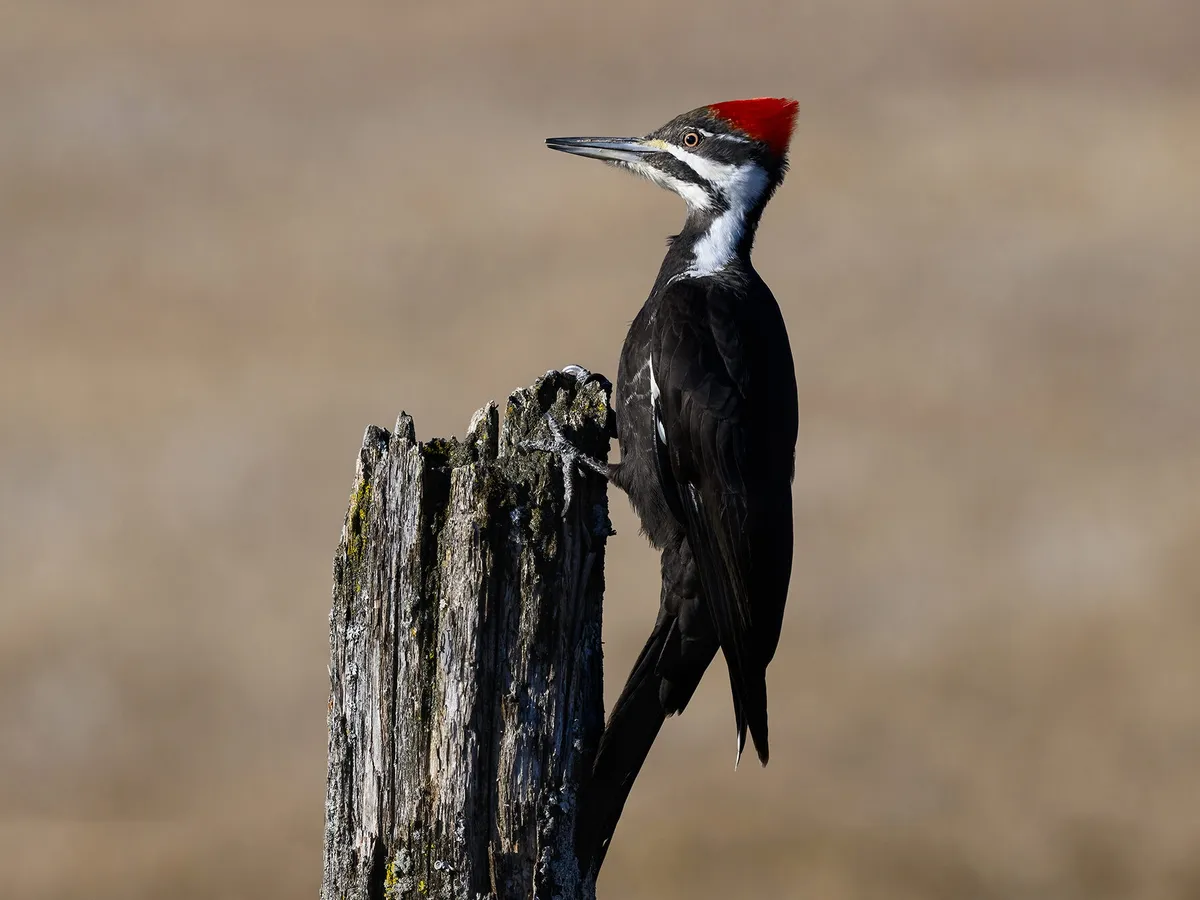 Female Pileated Woodpeckers (Male vs Female Identification Guide)