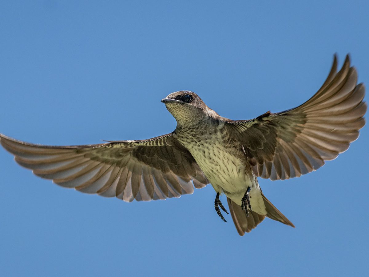 Purple Martin Migration A Complete Guide Birdfact
