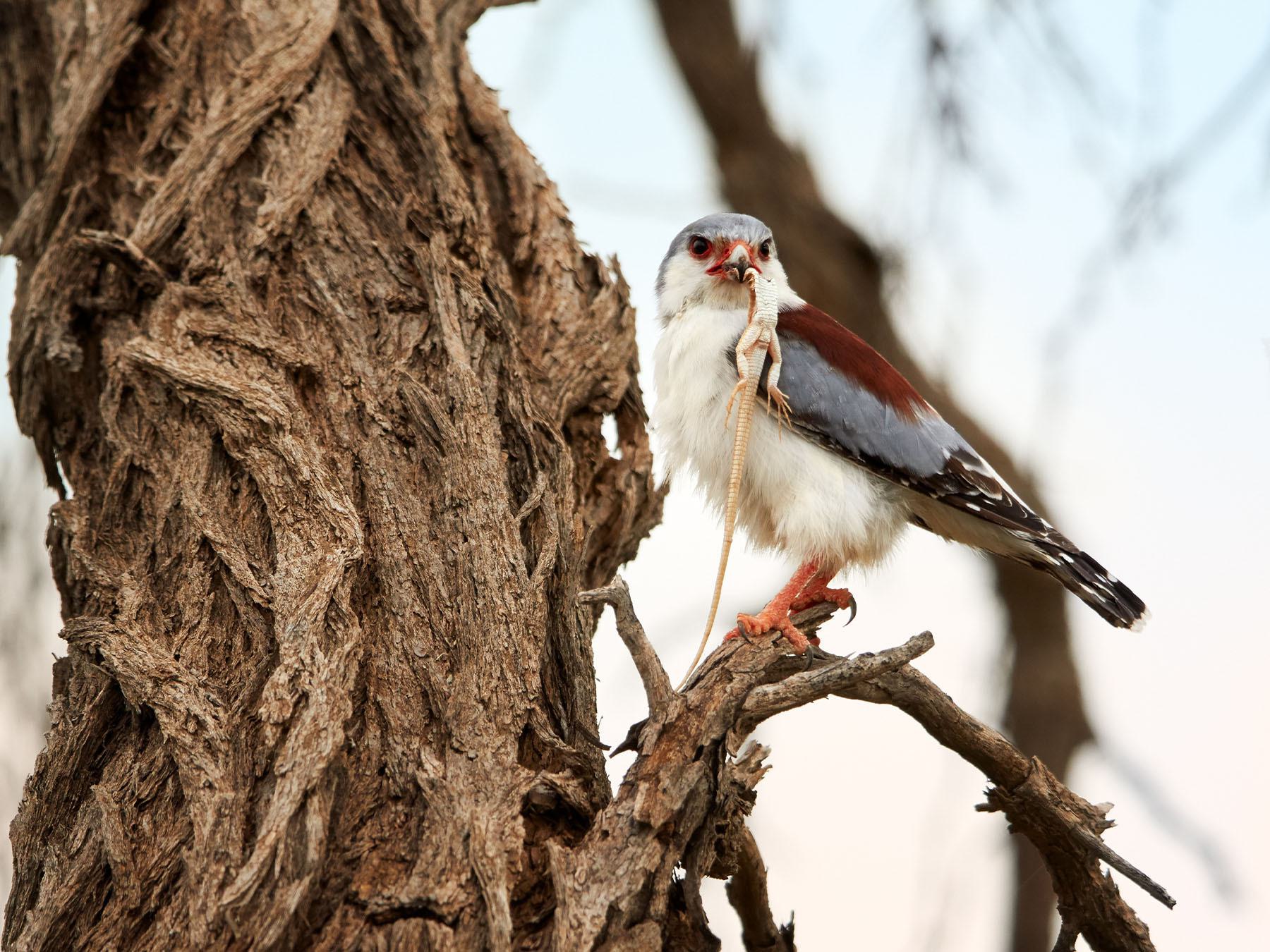 African Pygmy-falcon Bird Facts (Polihierax semitorquatus) | Birdfact