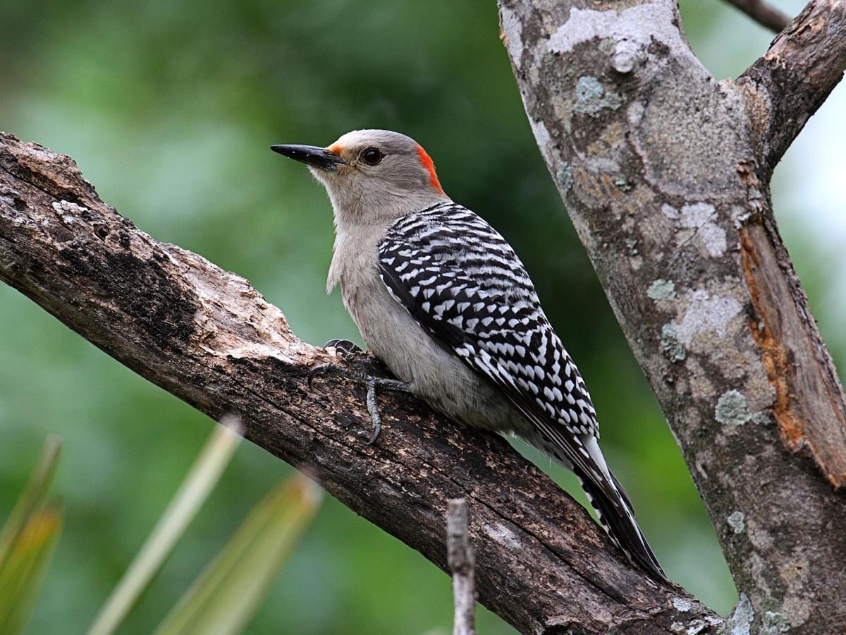 Female Red-bellied Woodpeckers (Male vs Female Identification)