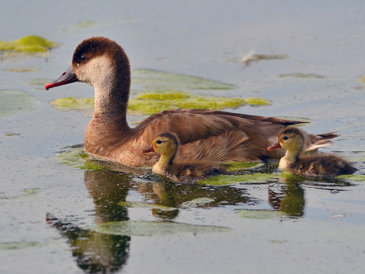 Red-crested Pochard female with ducklings