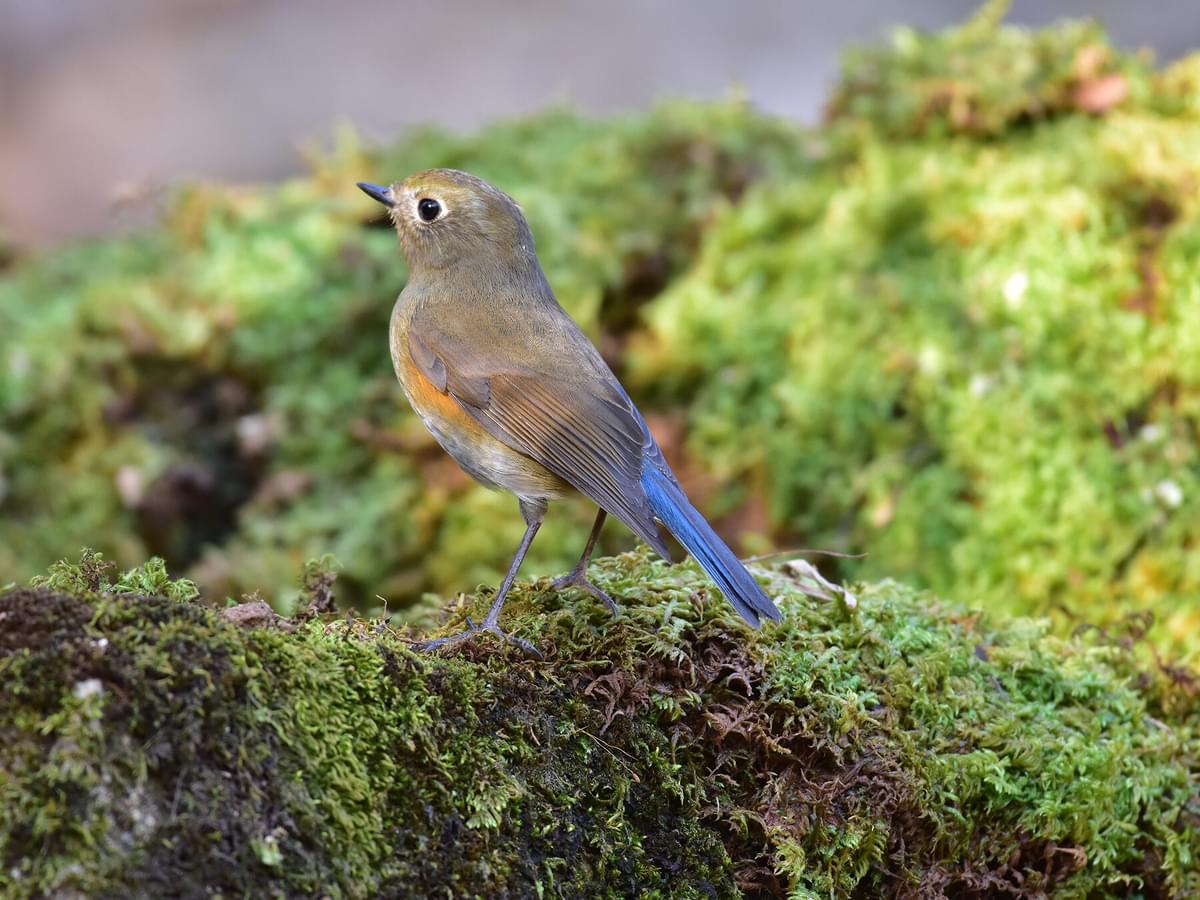 Red-flanked bluetail - Facts, Diet, Habitat & Pictures on