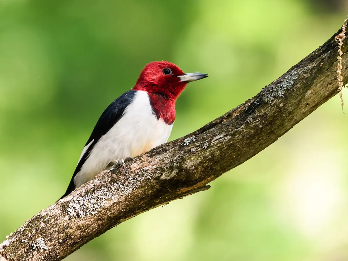 Female Red-headed Woodpeckers (Identification: Male vs Female)