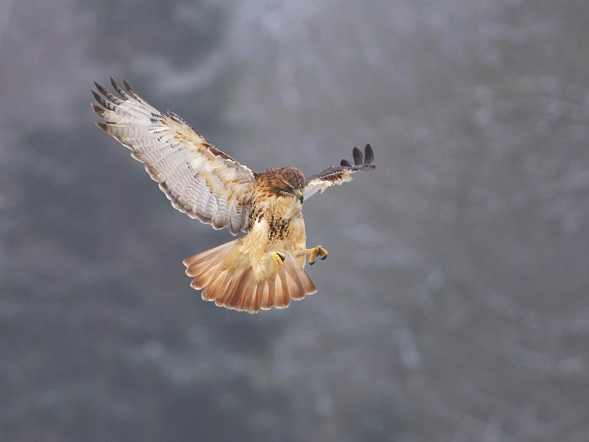Female Red-tailed Hawks (Identification Guide)