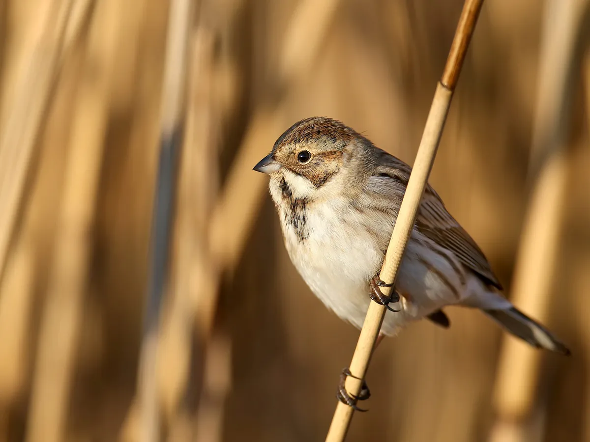 Female Reed Buntings: A Complete Guide