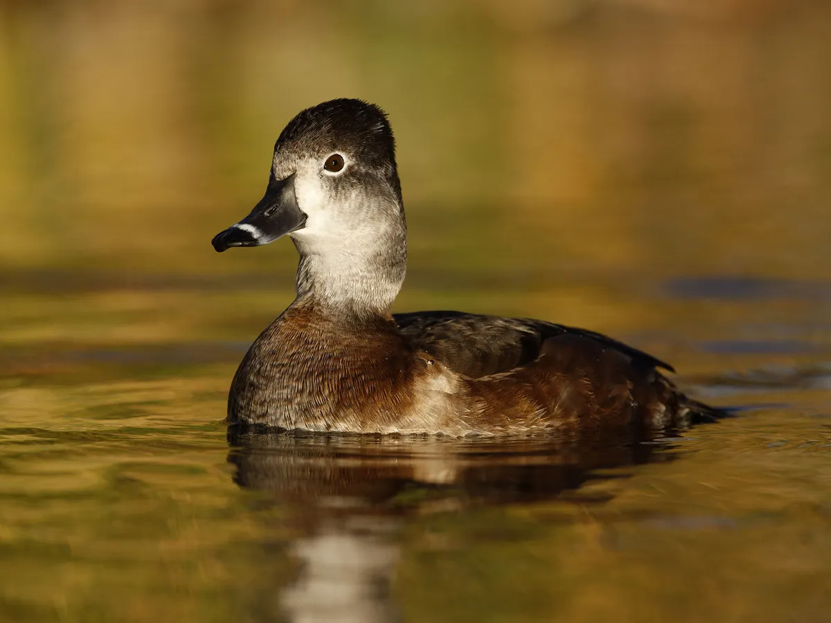 Female Ring-necked Ducks (Male vs Female Identification)