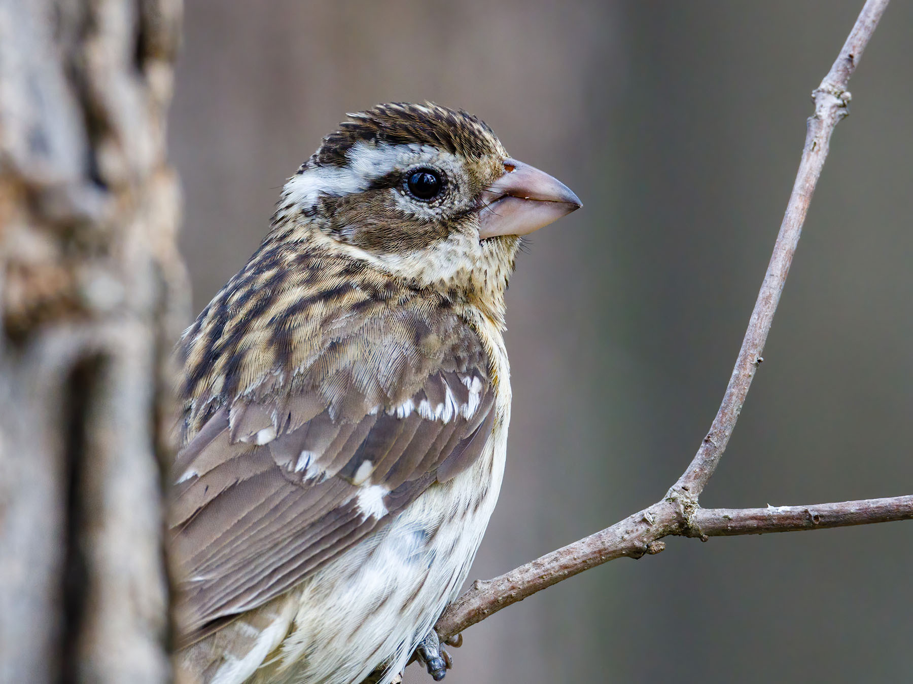 Female Rosebreasted Grosbeaks (Male vs Female… Birdfact