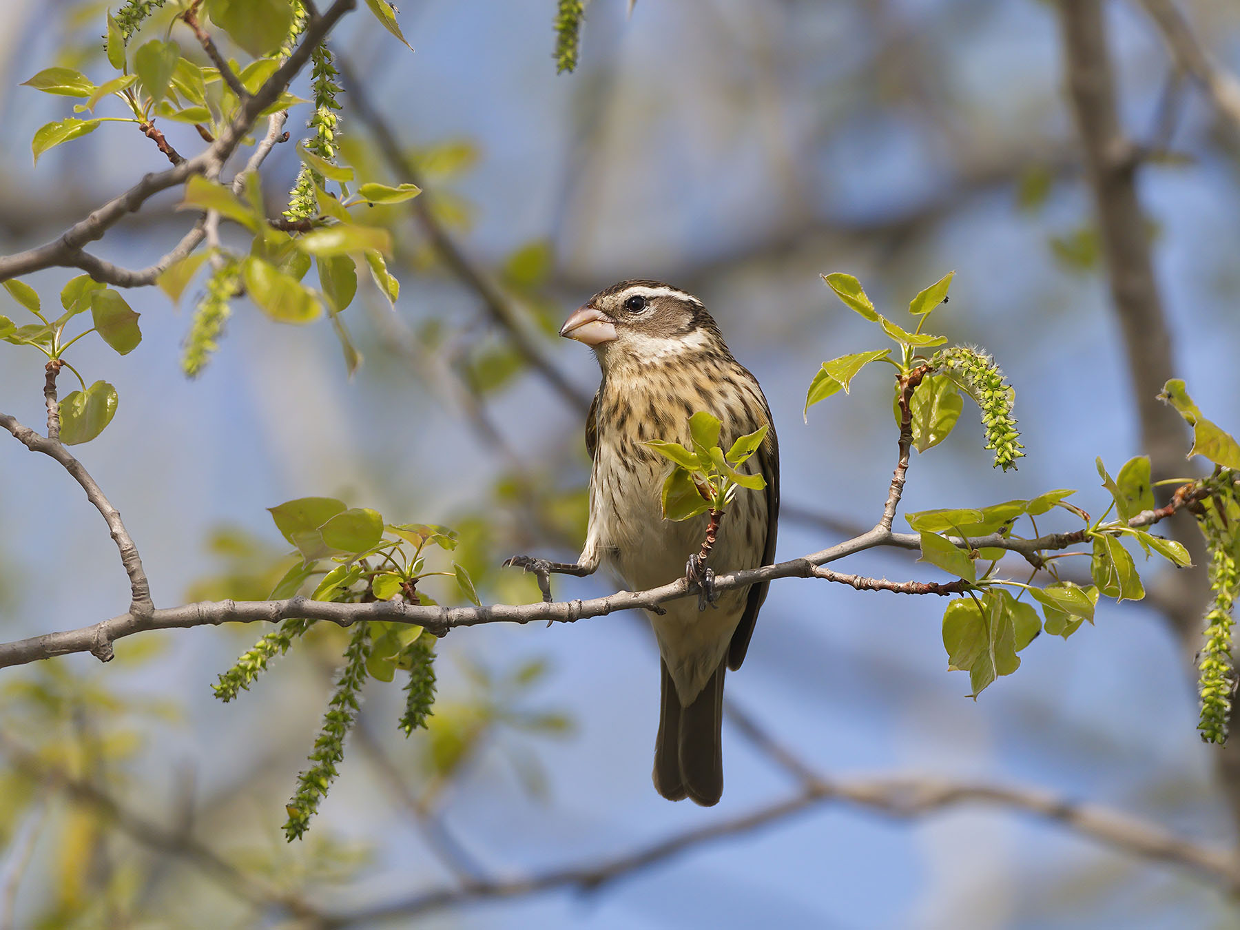 Female Rosebreasted Grosbeaks (Male vs Female… Birdfact