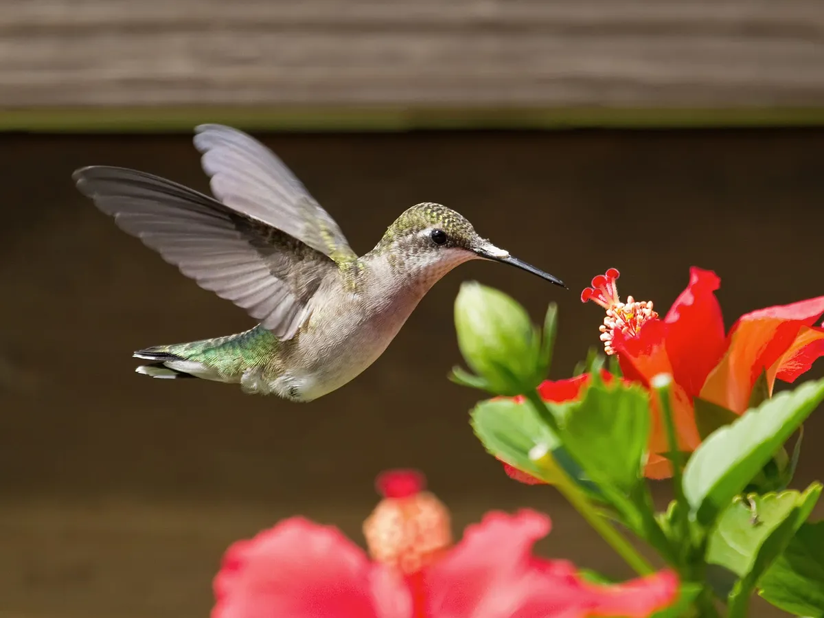 Female Ruby-throated Hummingbirds (Male vs Female… | Birdfact