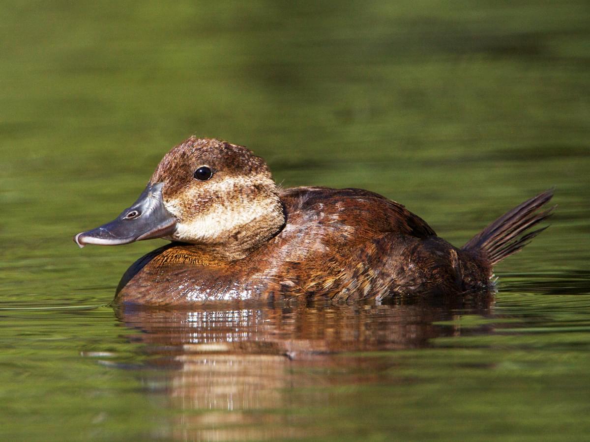 Female Ruddy Duck swimming on small lake