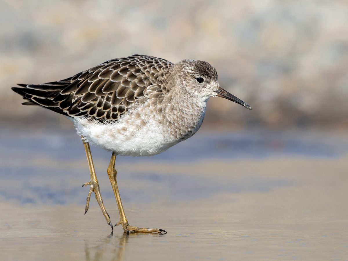 Ruff Bird Facts (Philomachus pugnax) | Birdfact