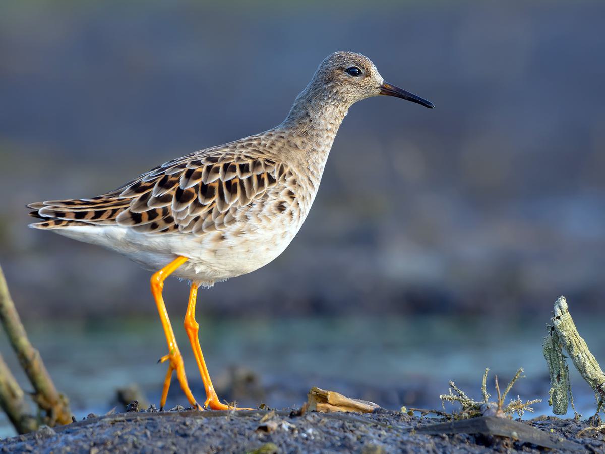 Ruff Bird Facts (Philomachus pugnax) | Birdfact