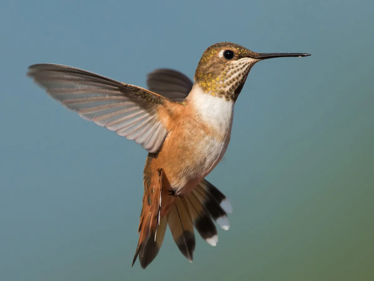 Female Rufous Hummingbirds (Identification Guide: Male vs… | Birdfact
