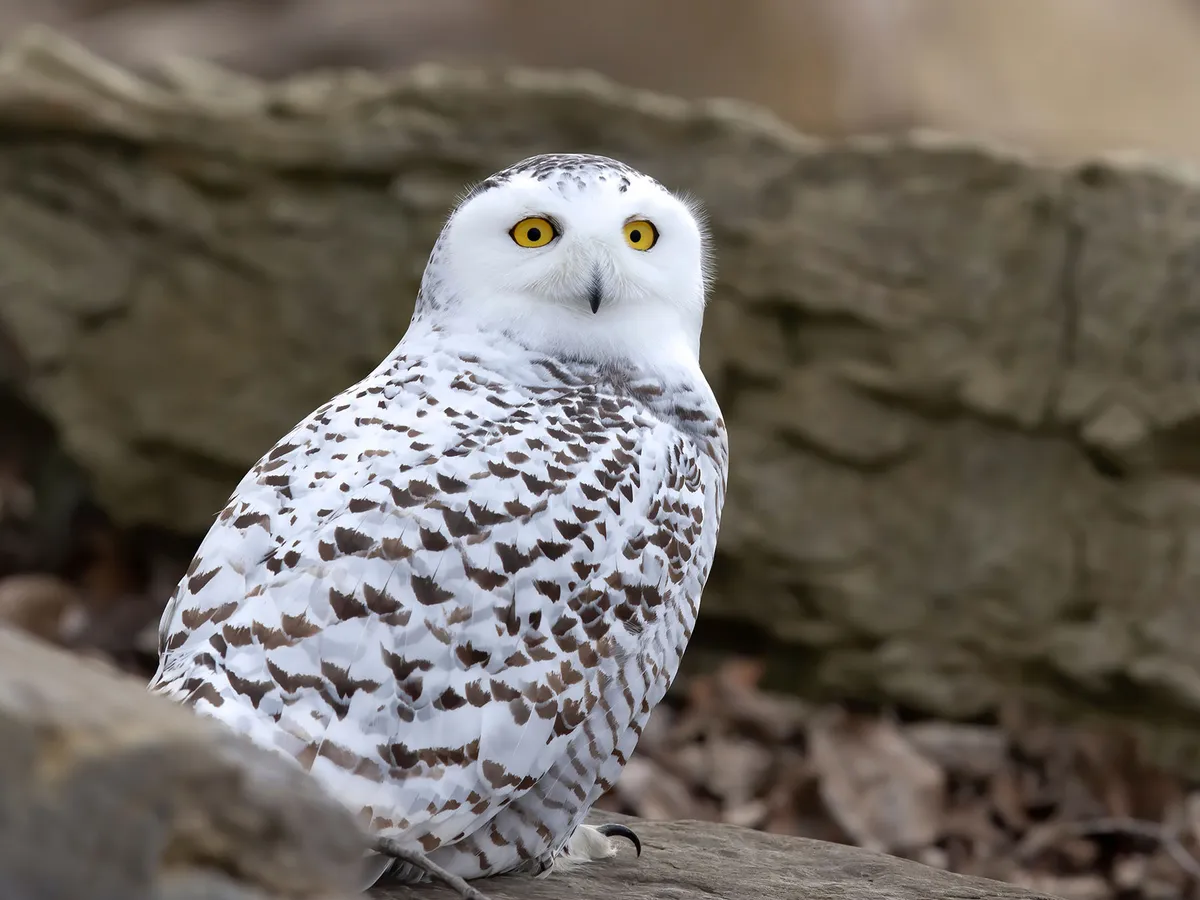 Female Snowy Owls (Male vs Female Identification) | Birdfact