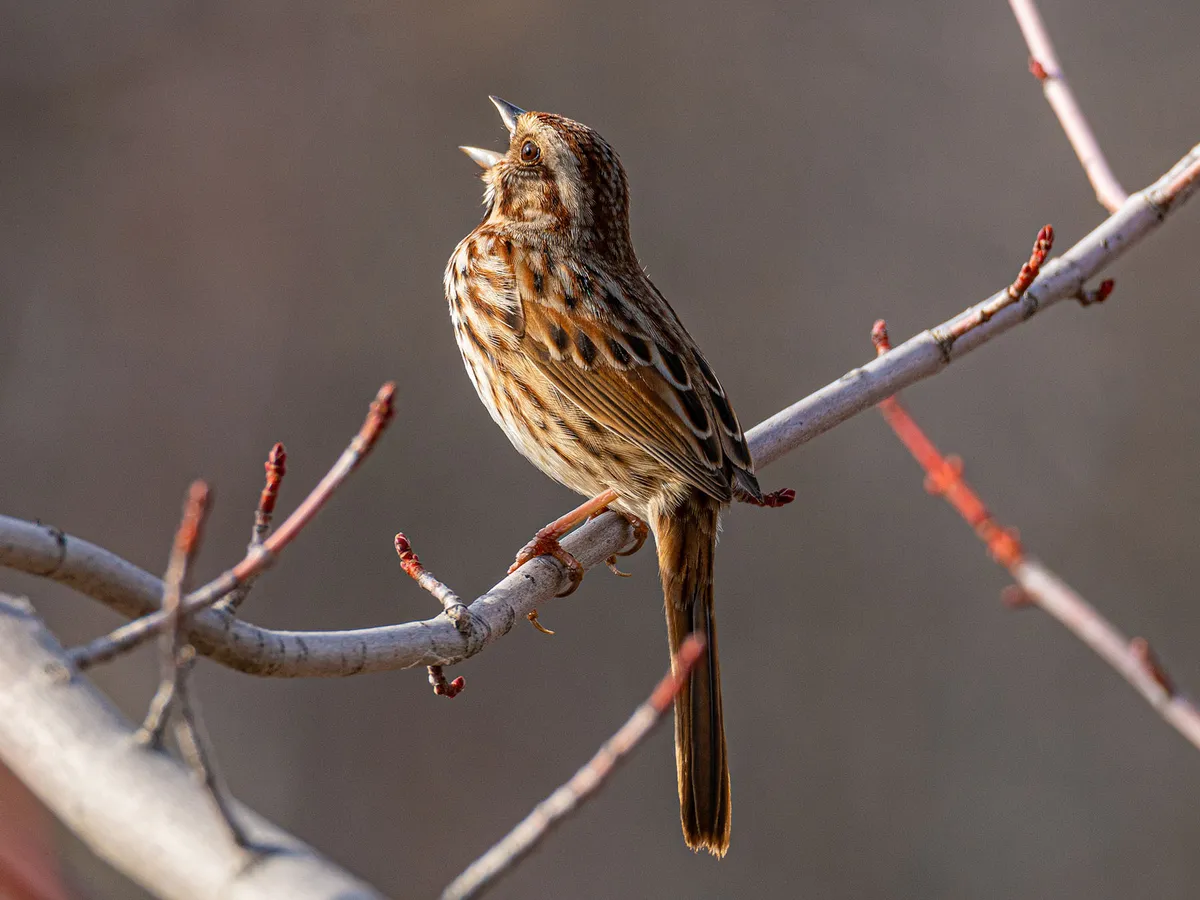 Female Song Sparrows (Male vs Female Identification)