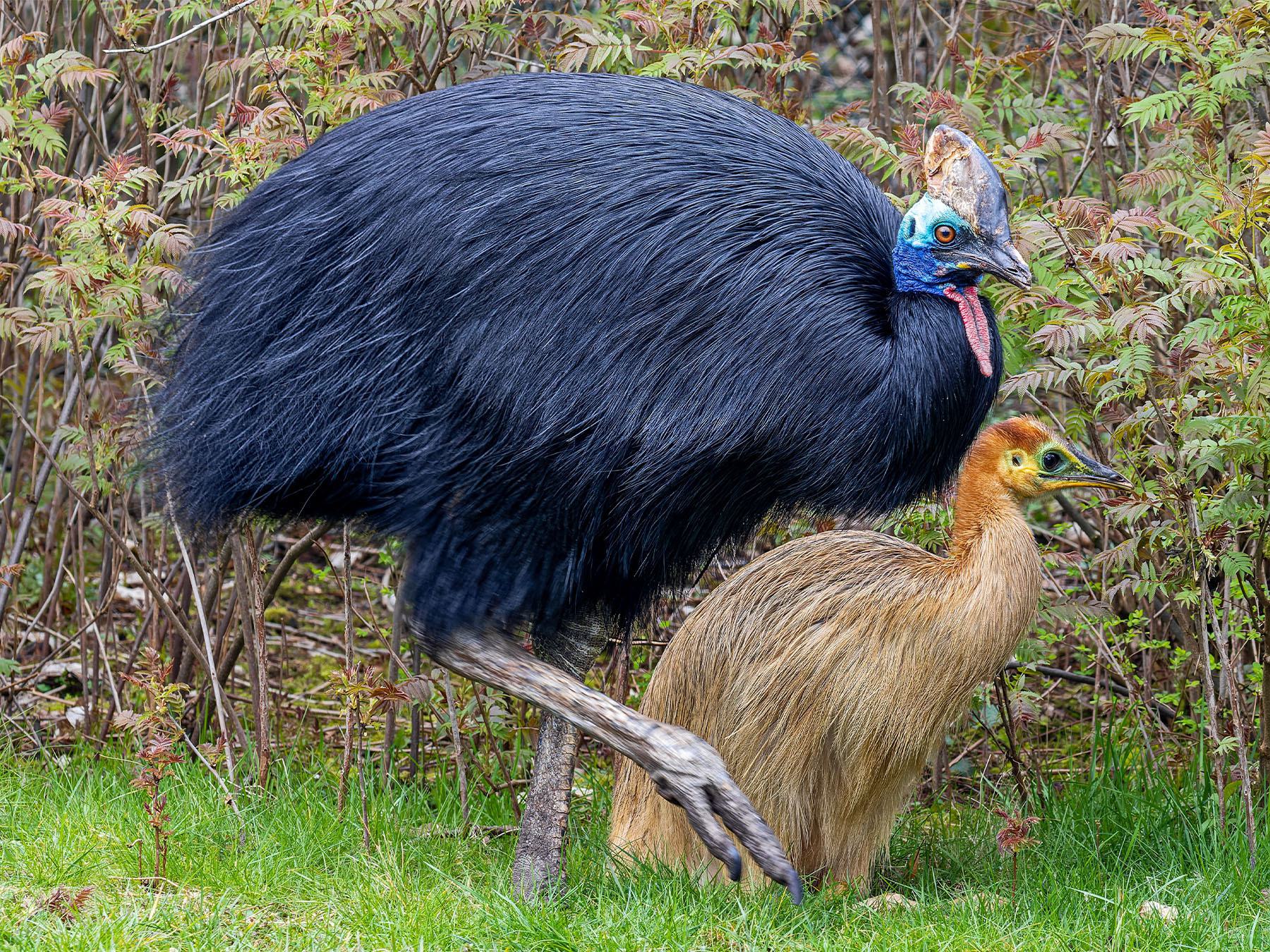 Southern Cassowary Bird Facts (Casuarius casuarius) | Birdfact