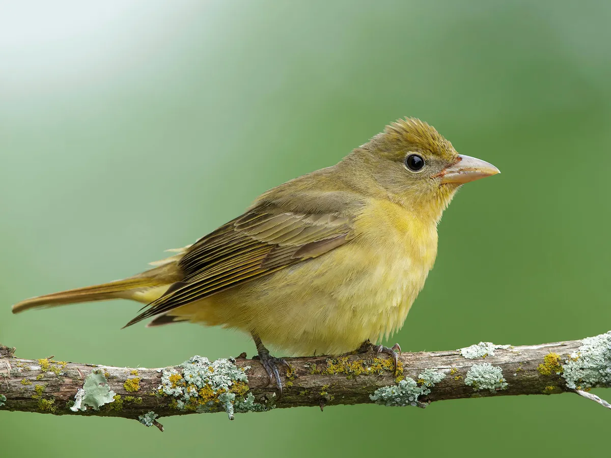 Female Summer Tanagers (Male vs Female Identification)