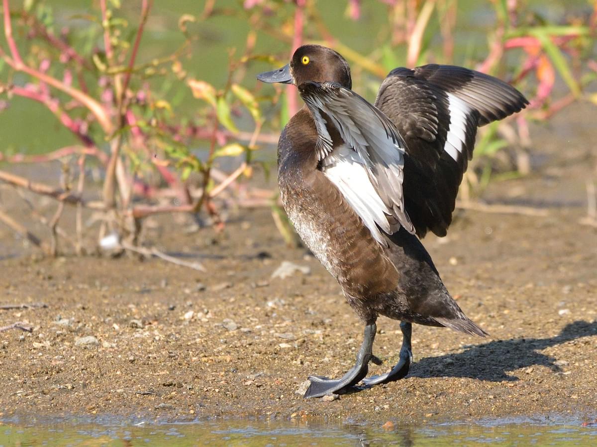 Female Tufted Duck on land flapping