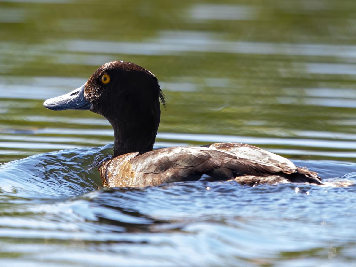 Female Tufted Duck