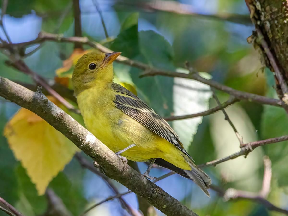 Female Western Tanagers (Male vs Female Identification)