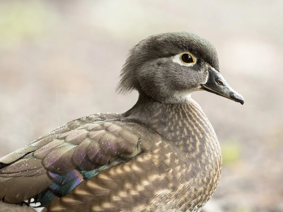Female Wood Ducks (Identification Guide with Pictures)